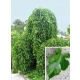 MORWA biała szczepiona na pniu Pendula - sadzonki 160 / 180 cm